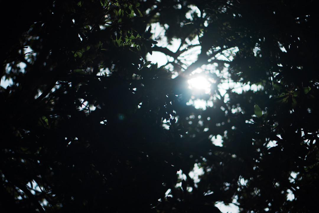 【プロっぽい】SONY 単焦点 E 50mm F1.8 OSS シルバー 444