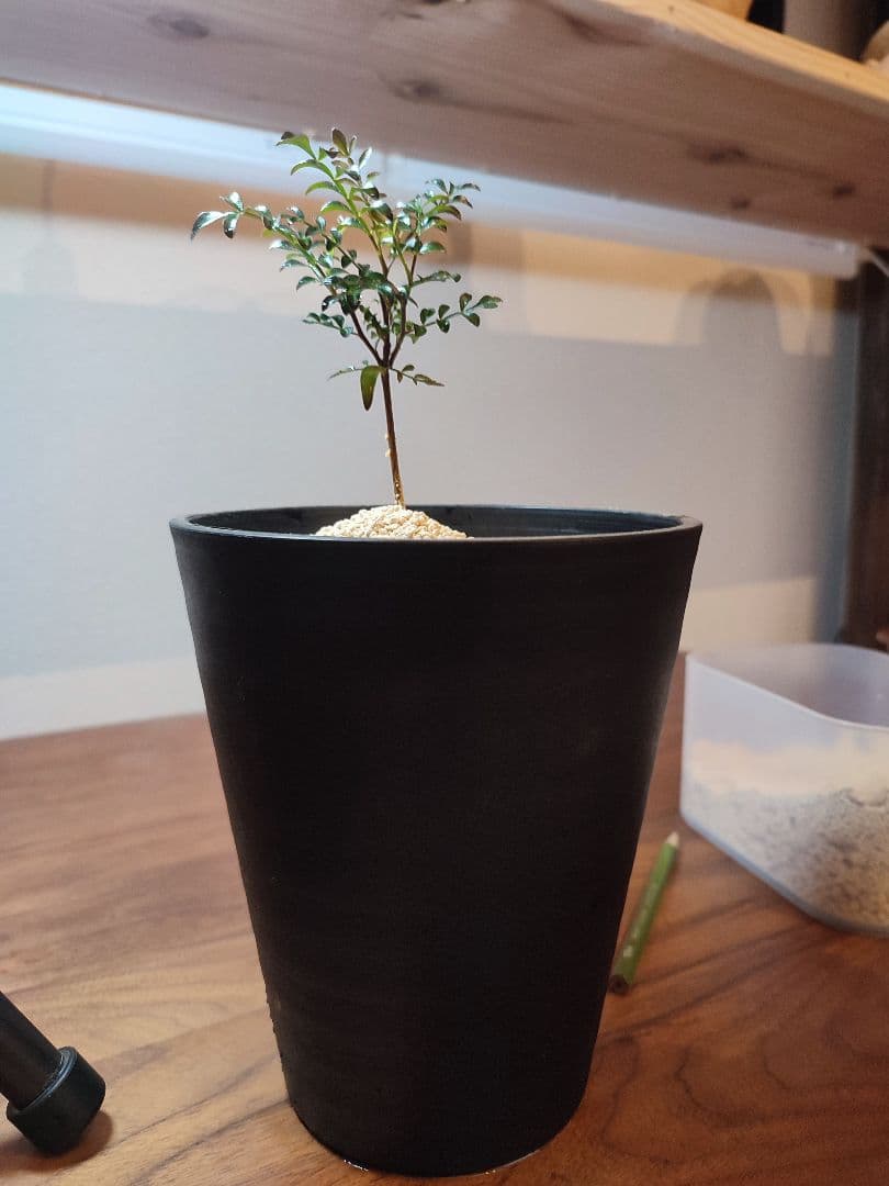 最新のデザイン 種から発芽 パワータンク枝分かれ したオペルクリ