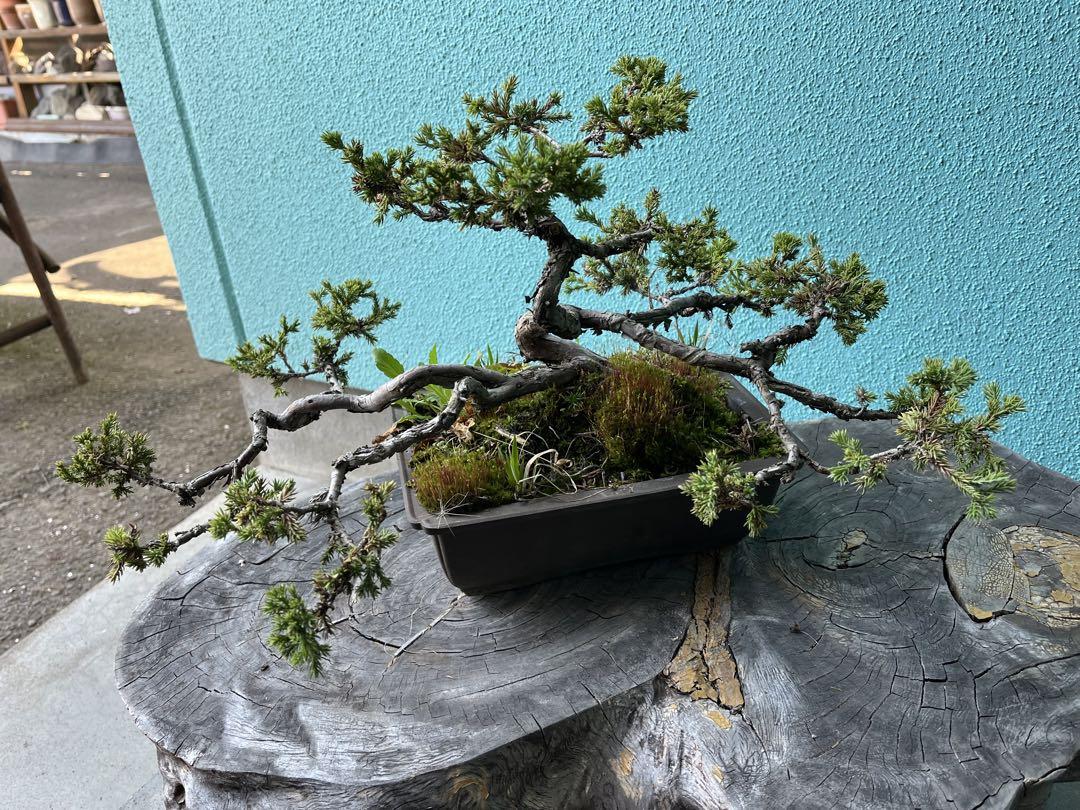 高山真柏