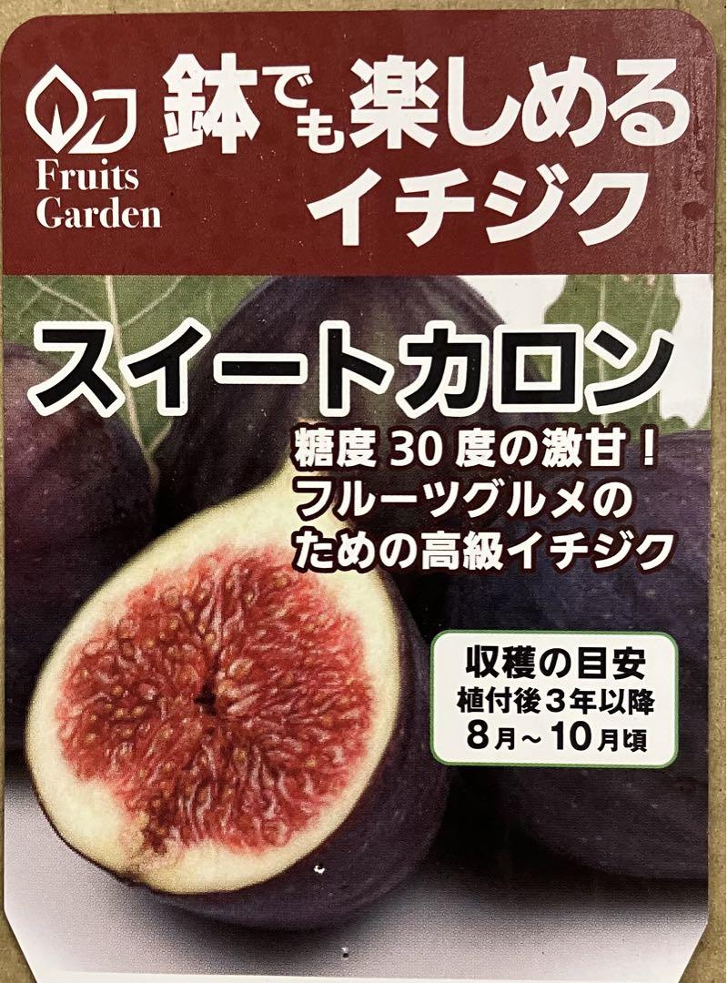 スイートカロン いちじく苗木