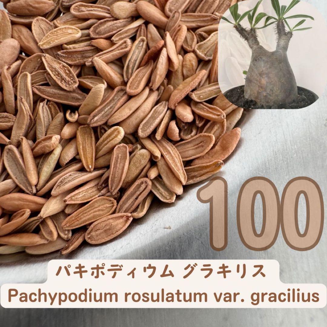 お*ん様 種子 100粒 象牙宮 パキポディウム グラキリス THE塊根植物 種子 100粒 象牙宮 パキポディウム グラキリス THE塊根植物