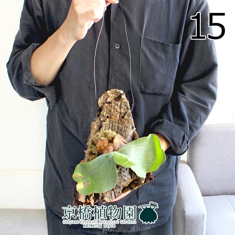 現品】コウモリラン/ビカクシダ・エレファントティス コルク付き