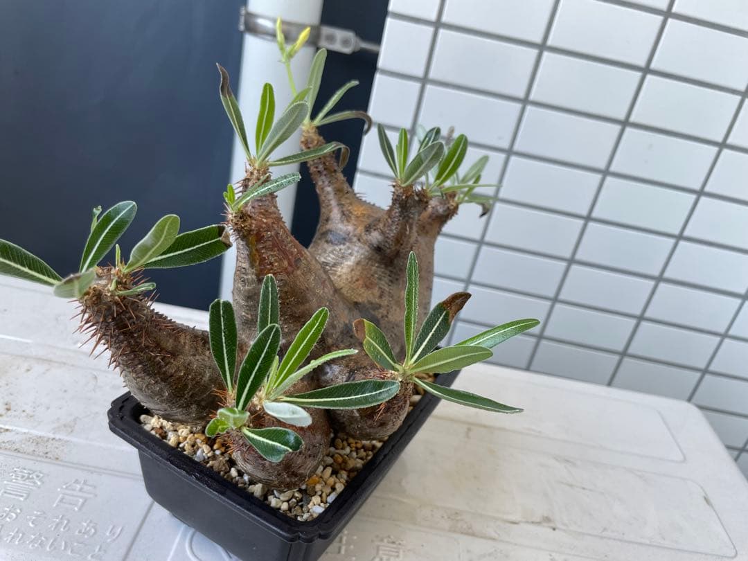 パキポディウム マカイエンセ|グラキリスやや傷や汚れあり