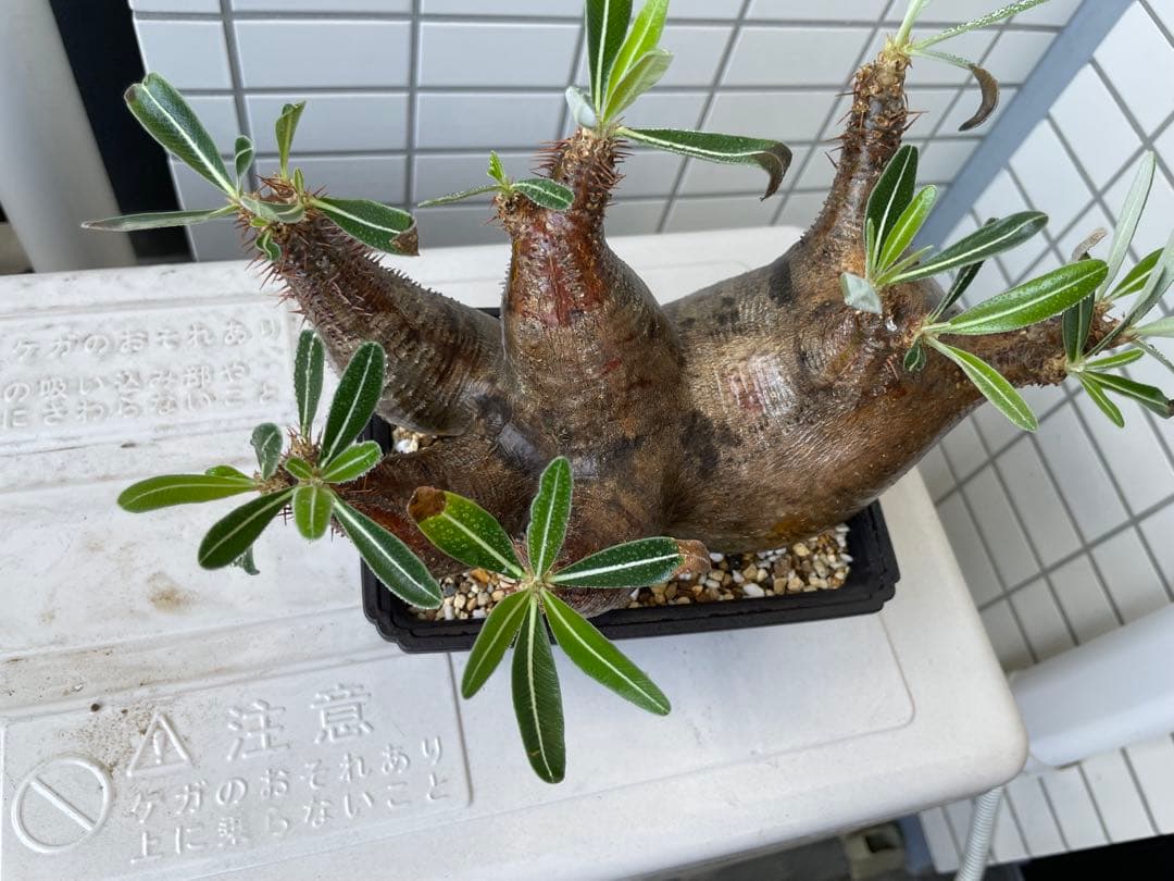 パキポディウム