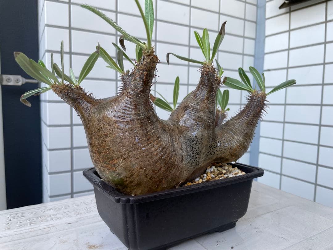 パキポディウム