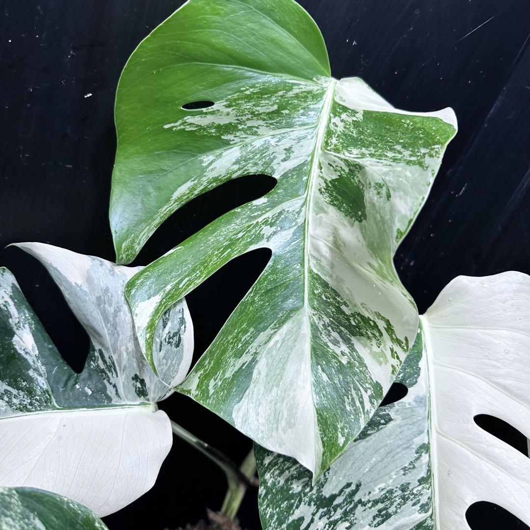 極美斑入り モンステラ ホワイトタイガー 55cm 希少 人気 観葉植物 モンステラ斑入りホワイトタイガー極美散り斑高さ55cm