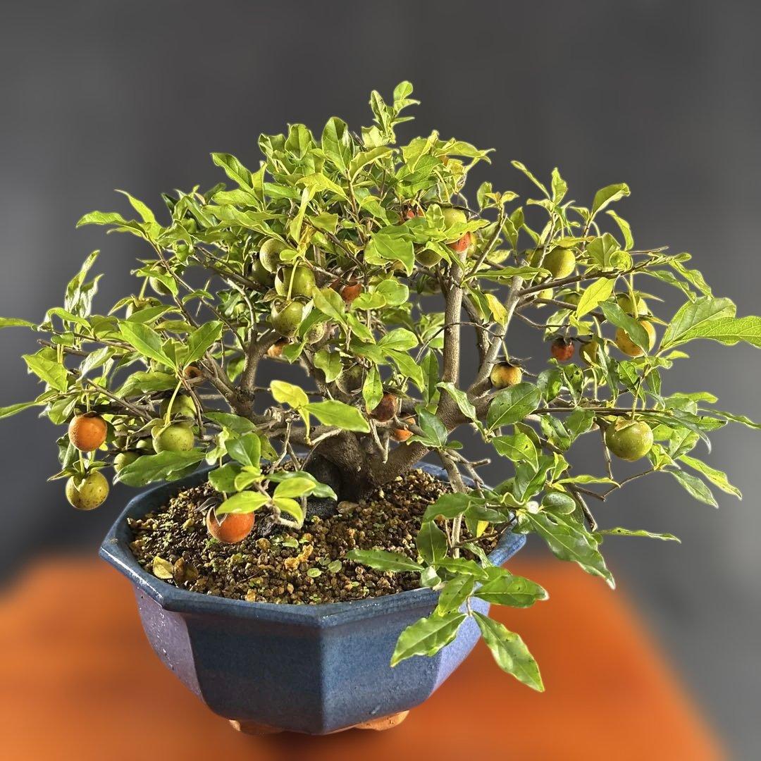 やや傷汚れありやや傷や汚れあり