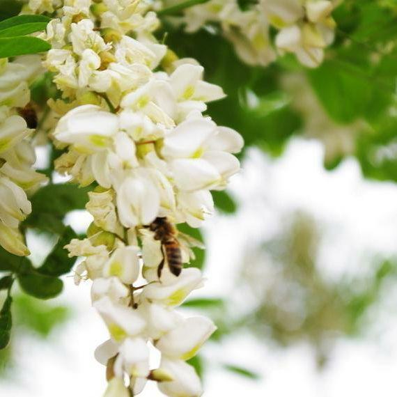 ☪️アカシア蜂蜜１０本　国産 生はちみつ　非加熱ハチミツ