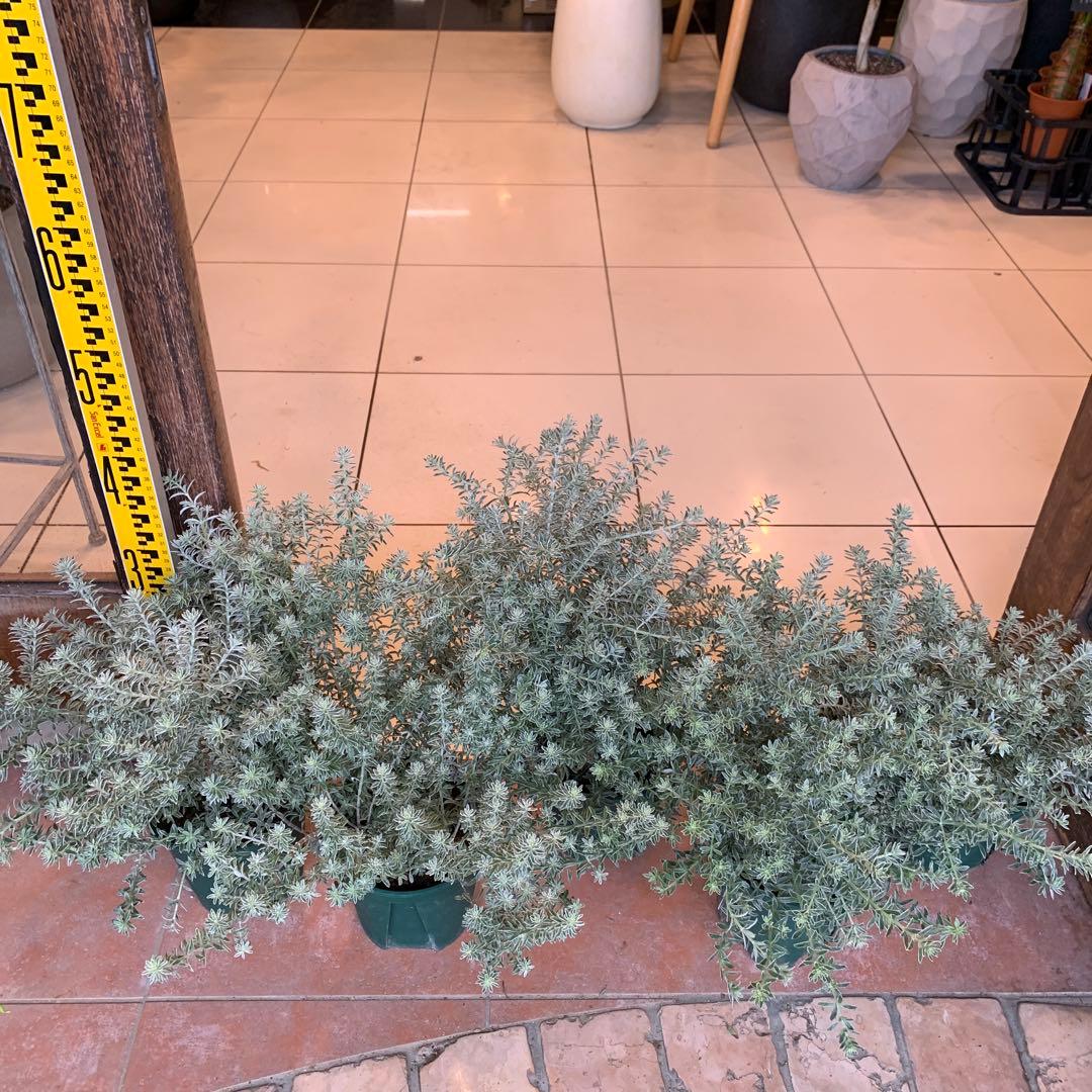 ウエストリンギア スモーキーホワイト