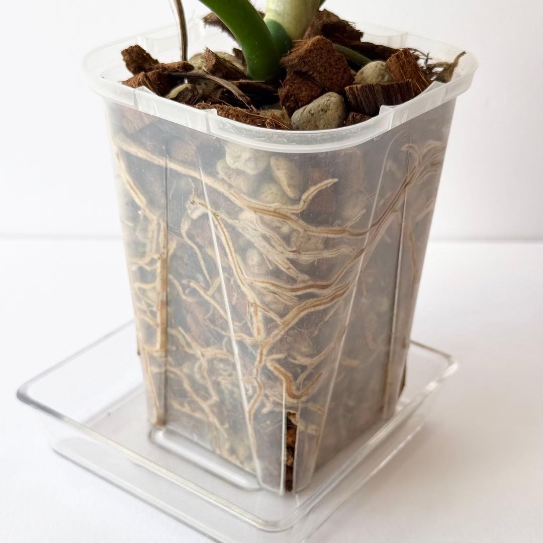 フィロデンドロン ラディアタム 斑入り フィロデンドロン ラディアタム 斑入り