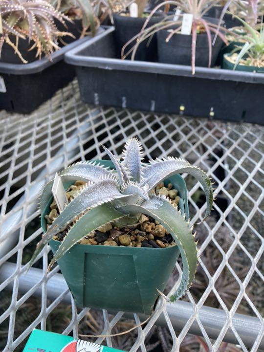 正規激安 ディッキア Dyckia ML hybrid from Bryan Chan ⑵ XzUNg-m36437371146 定番低価
