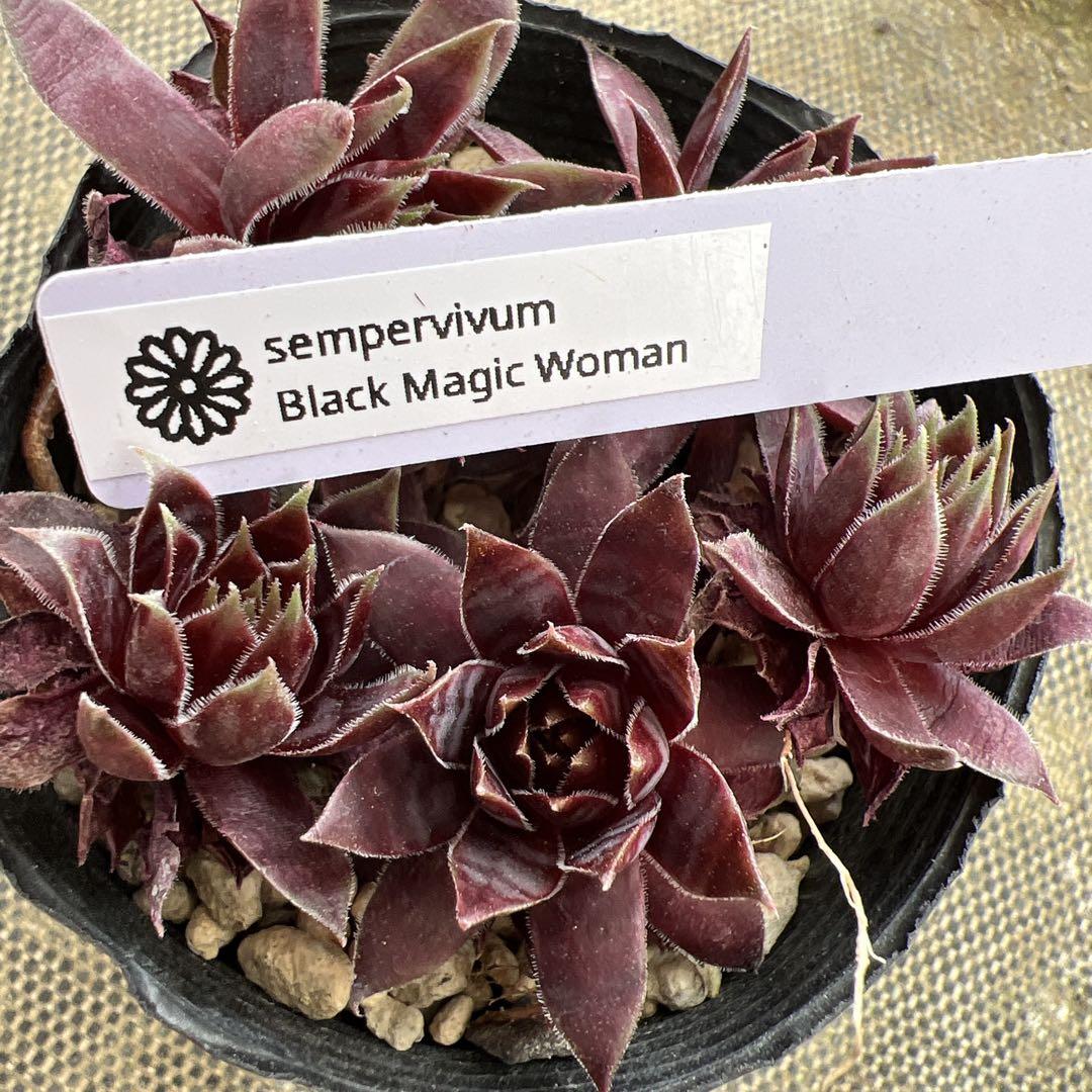 Black Magic Woman sempervivum