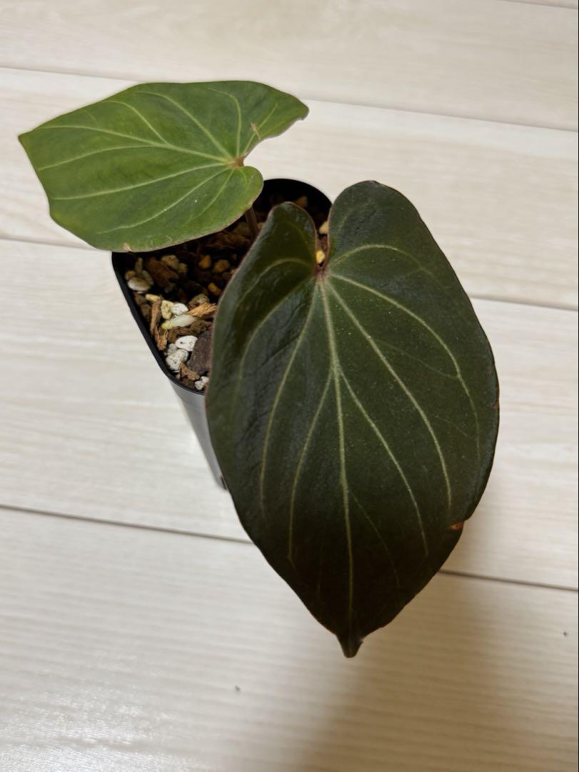そ*う様 anthurium king of spades HU