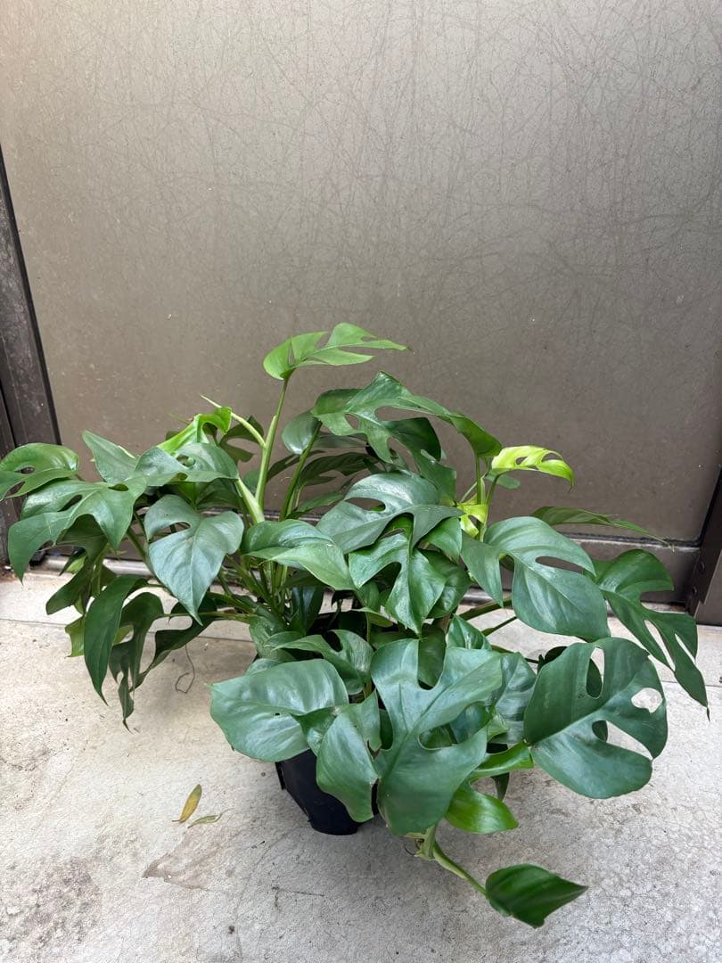 ラフィドホラ 観葉植物 新芽展開中目立った傷や汚れなし YUZUMIYA_COM