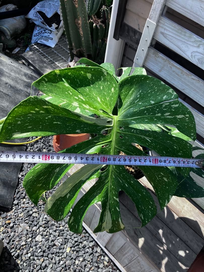 3*n様 【6号ロング鉢植え替え済み活着】モンステラ　タイコンステレーション　バ