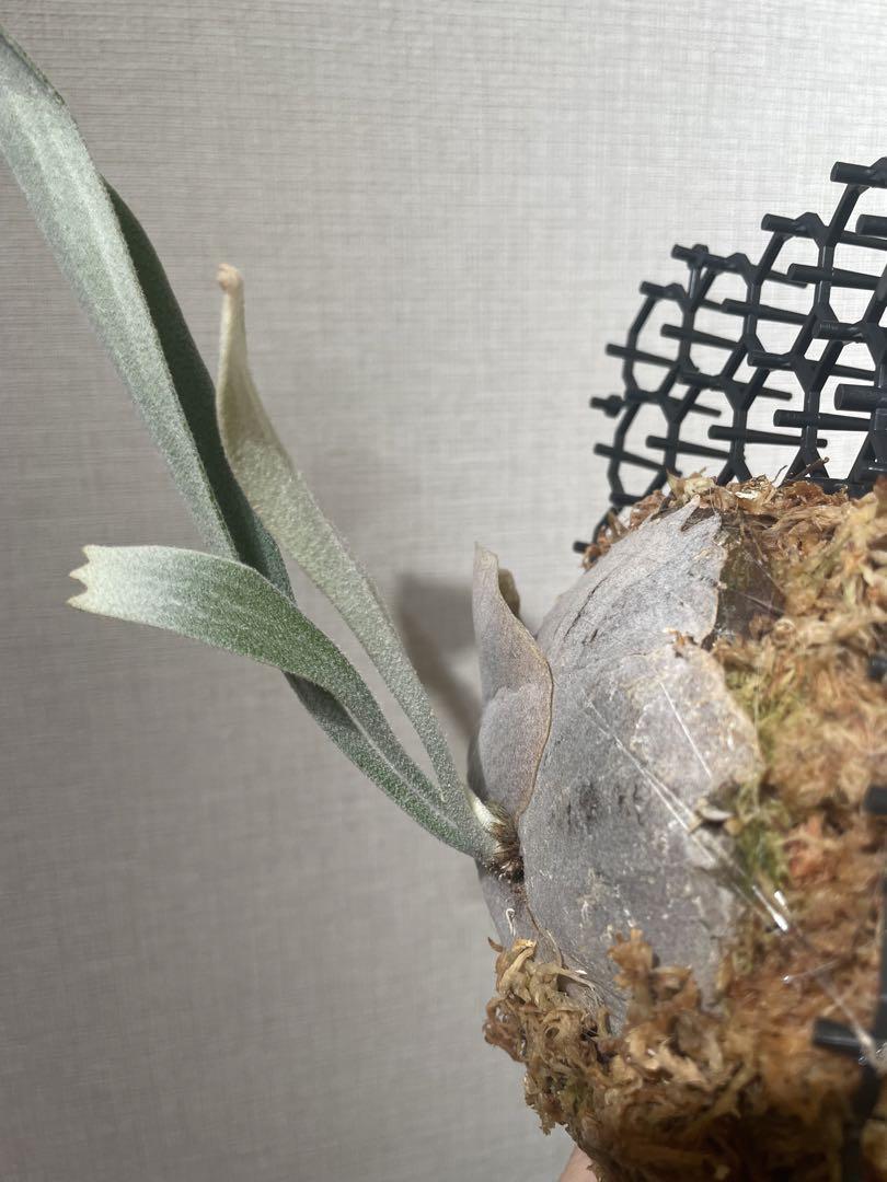 P.veitchii auburn river 子株 ビカクシダ - ビカクシダ