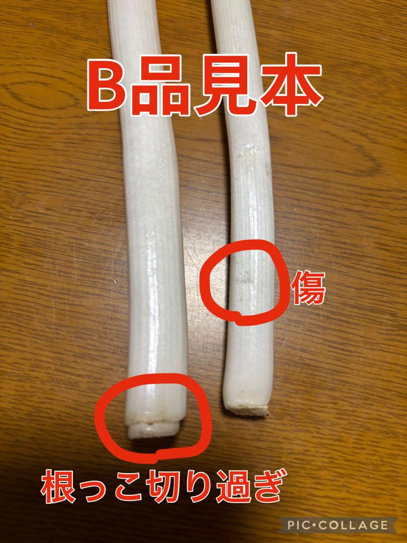 新鮮ネギ（長ネギ）　茨城県産　農家直送　12kg