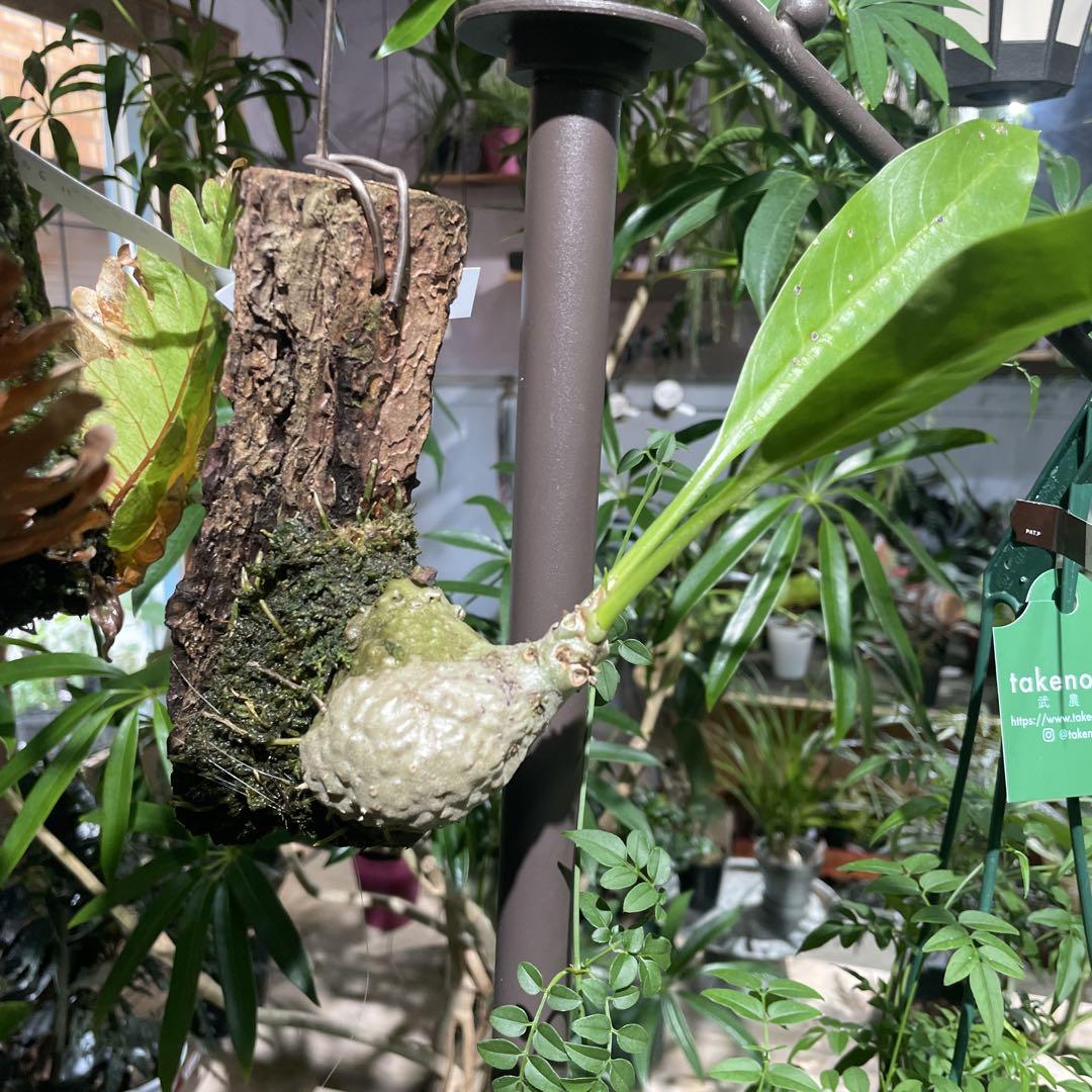 Myrmecodia tuberosa “bullosa” コーデックス0624