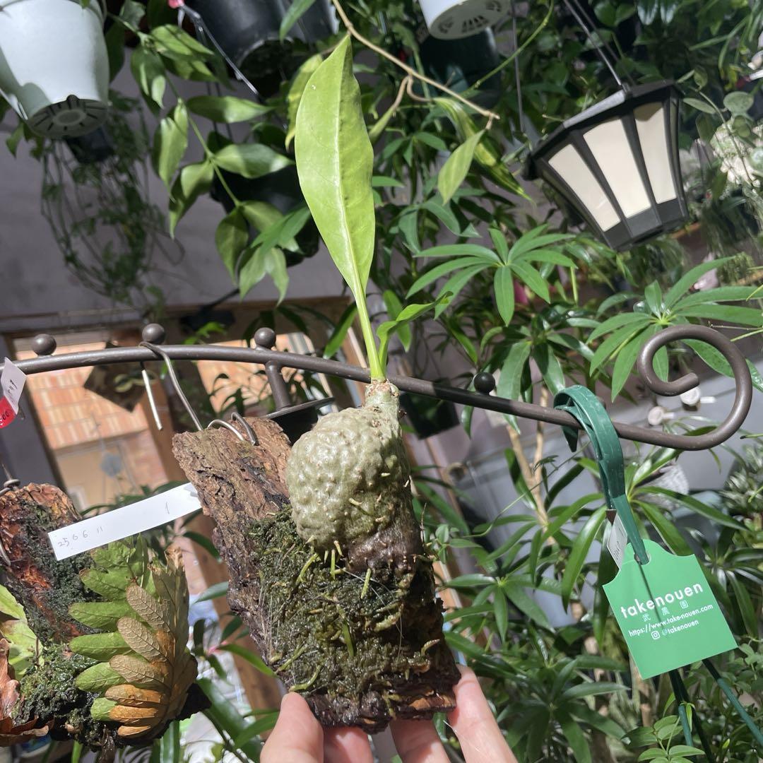 Myrmecodia tuberosa “bullosa” コーデックス0624
