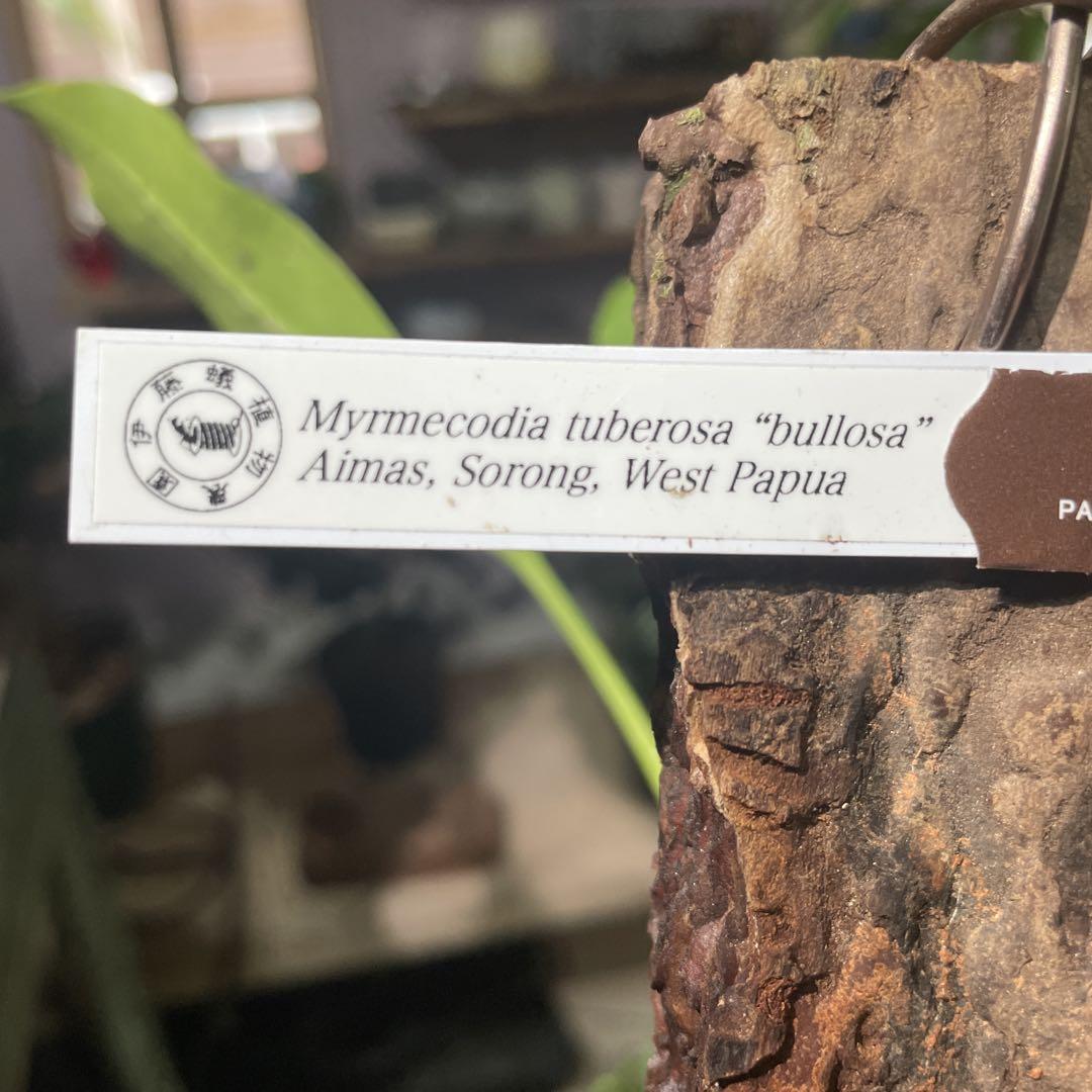 Myrmecodia tuberosa “bullosa” コーデックス0624