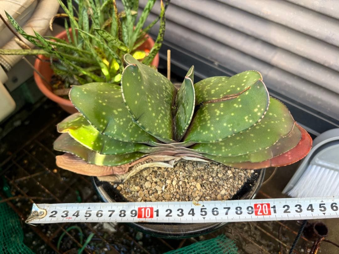 こゆき様専用】 『恐竜』巨大株 葉長25㌢ ガステリア属 フラワー