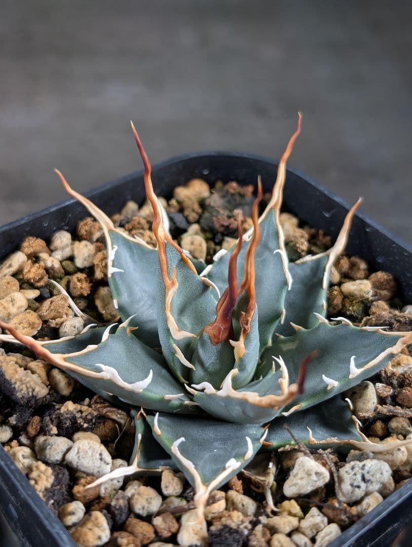 エボリスピナ 実生