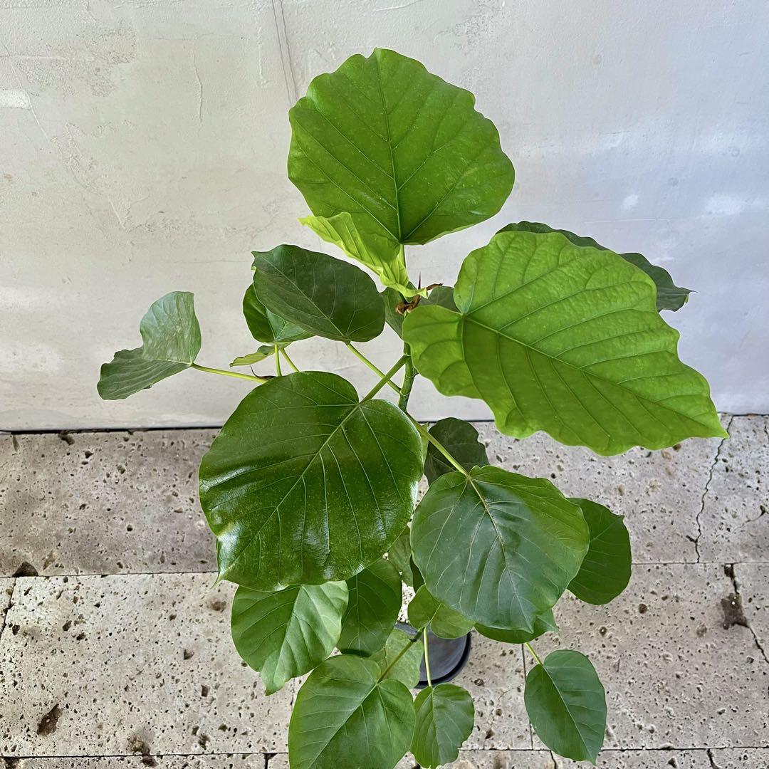 フィカス　ウンベラータ　スタンド仕立て　陶器鉢　植え込み発送