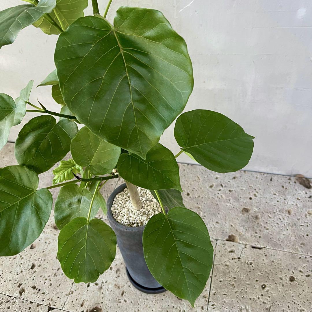 フィカス　ウンベラータ　スタンド仕立て　陶器鉢　植え込み発送