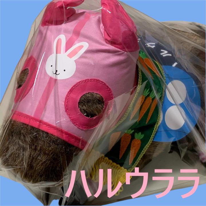 ハルウララ 競馬 ぬいぐるみ アイドルホース AVANTI ウマ娘 SサイズA 画像1
