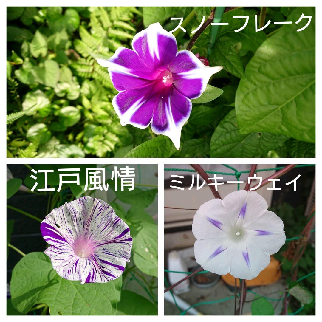 メルカリ 朝顔の種 3種類 B 植物 観葉植物 300 中古や未使用のフリマ メルカリ 朝顔の種 3種類 B 植物 観葉植物 300 中古や未使用のフリマ