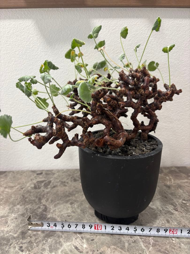 ペラルゴニウム・ミラビレ　発根済み鉢付き　現地株 ペラルゴニウム・ミラビレ 現地球 発根済 鉢付 植物×鉢