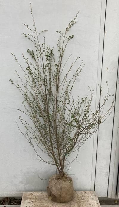 現品 エゴノキ 株立ち 樹高1 3m 根鉢含まず 42 庭木 苗木 植木 Propequity Com Br 現品 エゴノキ 株立ち 樹高1 3m 根鉢含まず 42 庭木 苗木 植木 Propequity Com Br