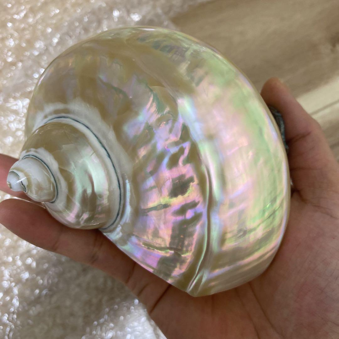 夜光貝 貝殻 - メルカリ