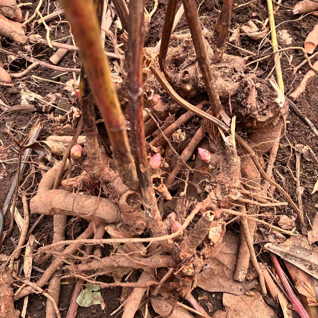 シャクヤク 新芽付き傷や汚れあり
