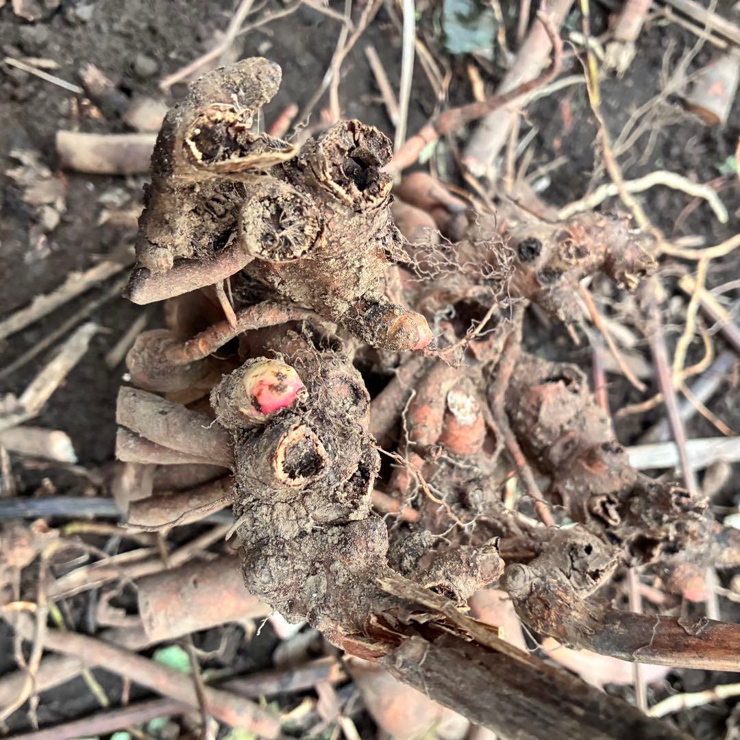 大量 芍薬 シャクヤク 新芽付き傷や汚れあり WWW_GEBZETESISAT_COM_TR