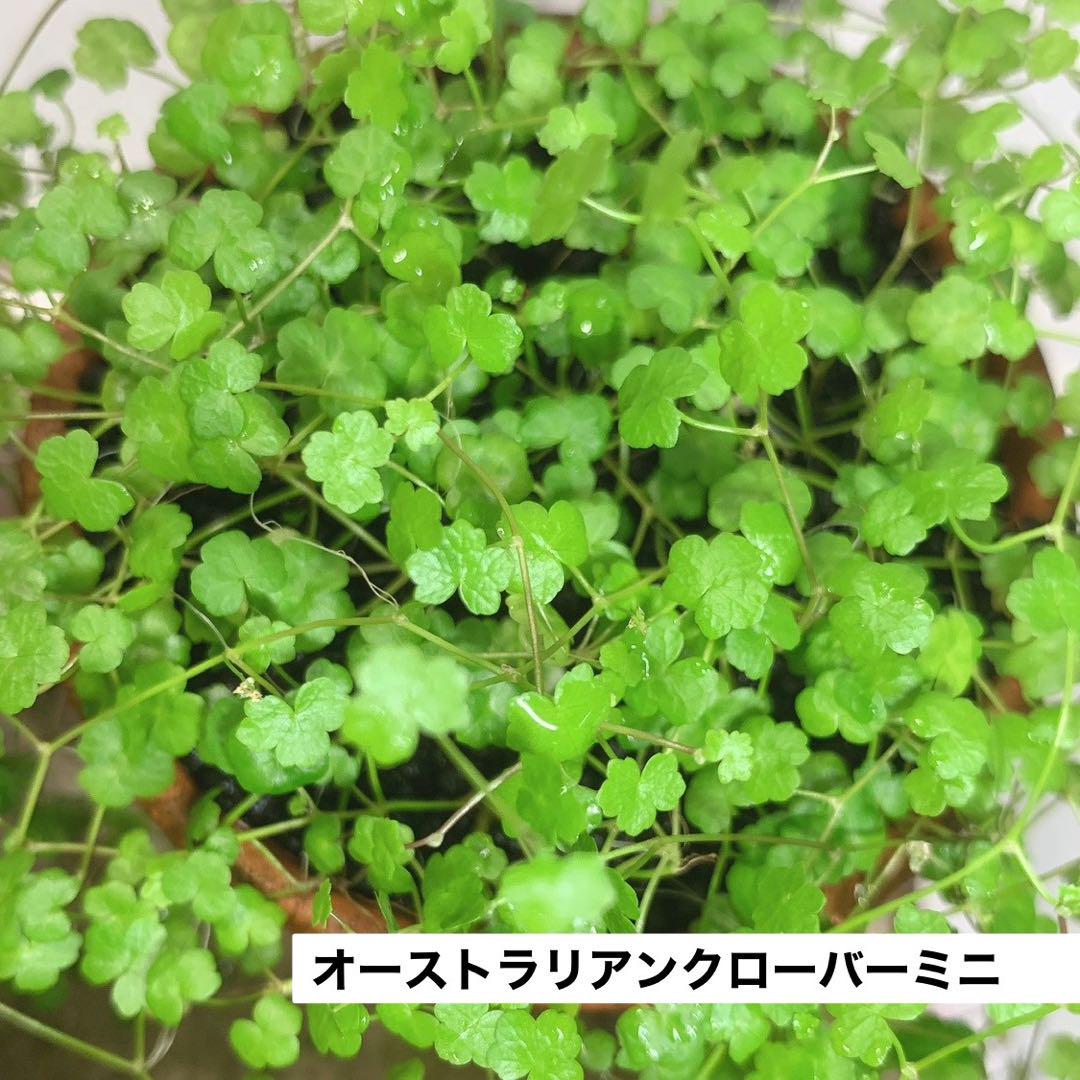 【水草コメント・リクエスト専用ページ】