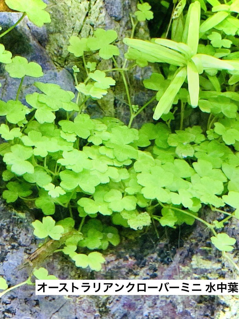 【水草コメント・リクエスト専用ページ】