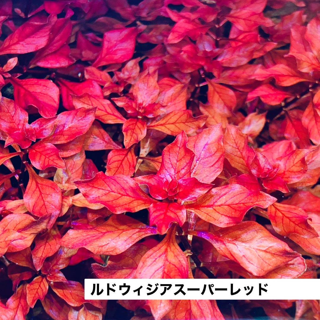 【水草コメント・リクエスト専用ページ】
