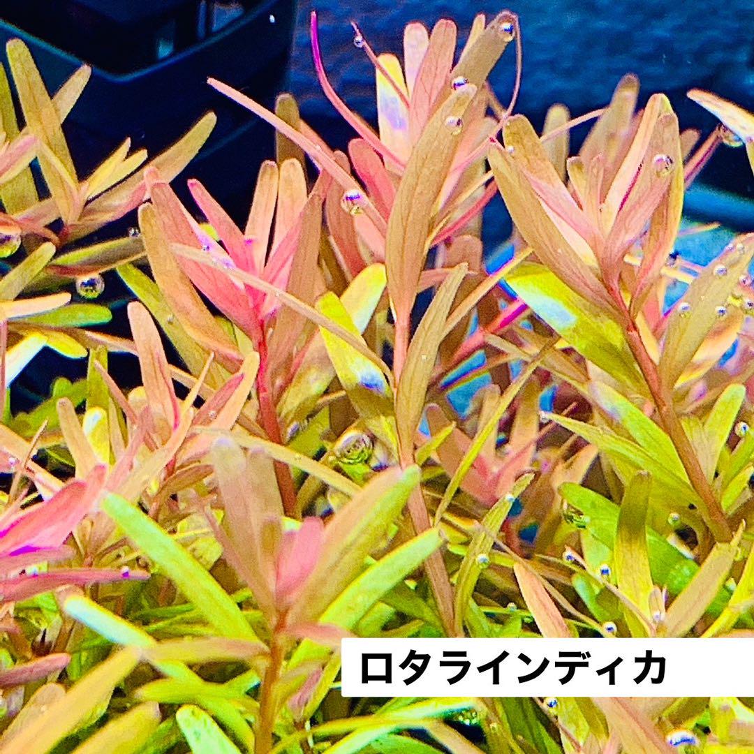 【水草コメント・リクエスト専用ページ】