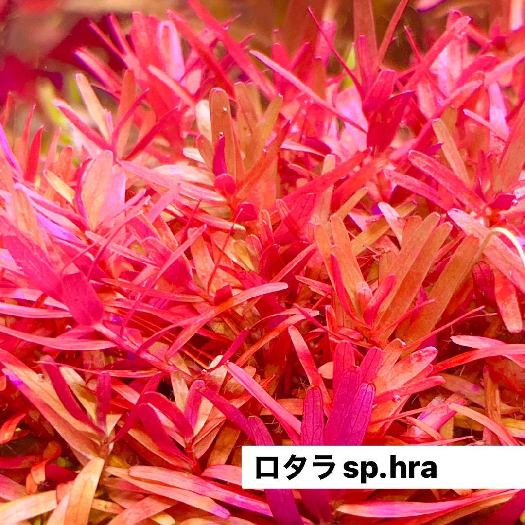 【水草コメント・リクエスト専用ページ】