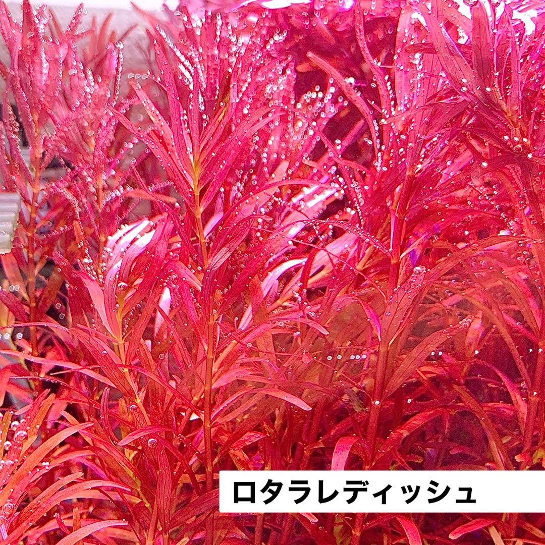 【水草コメント・リクエスト専用ページ】