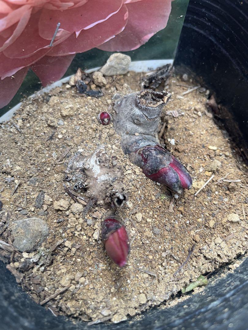 【花苗】芍薬 サラベルナール ★新芽3つ付き★ 淡ピンク 大輪 バラ咲き 八重咲 花苗】芍薬 サラベルナール ☆新芽3つ付き☆ 淡ピンク 大輪 バラ
