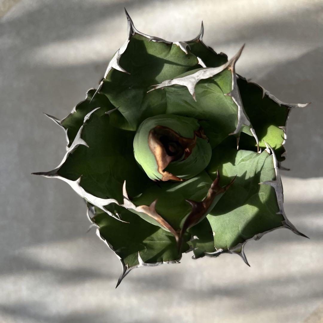 Agave titanota 姫厳龍　アガベ　チタノタ　発根済み　ドワーフ