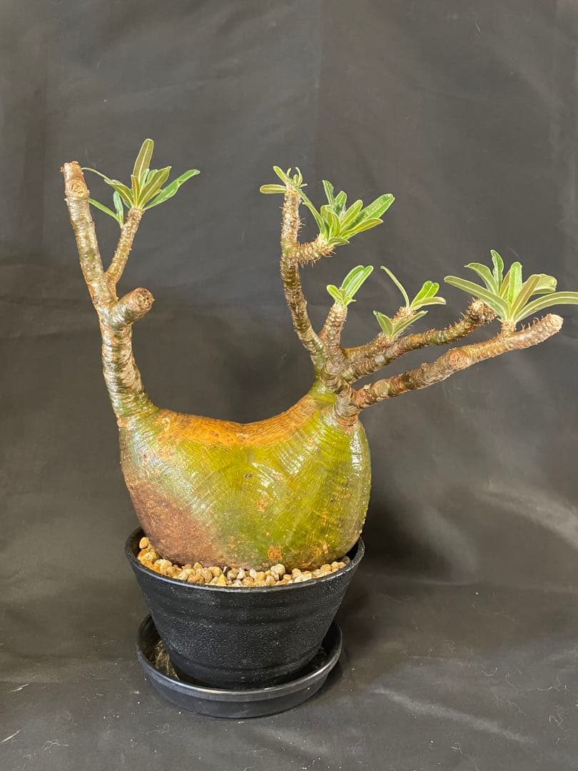 現地株 グラキリス