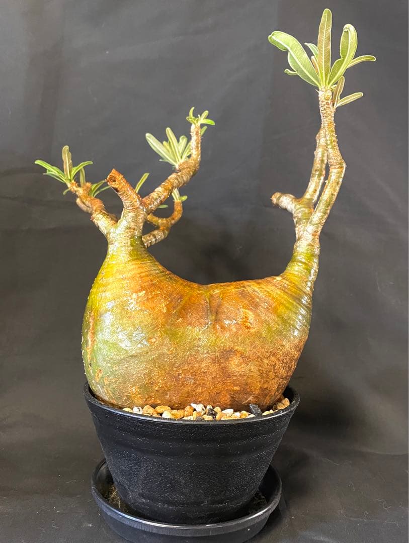 塊根植物 現地株 グラキリス 発根 済み 緑肌 双頭気味 パキポディウム目立った傷や汚れなし YUZUMIYA_COM