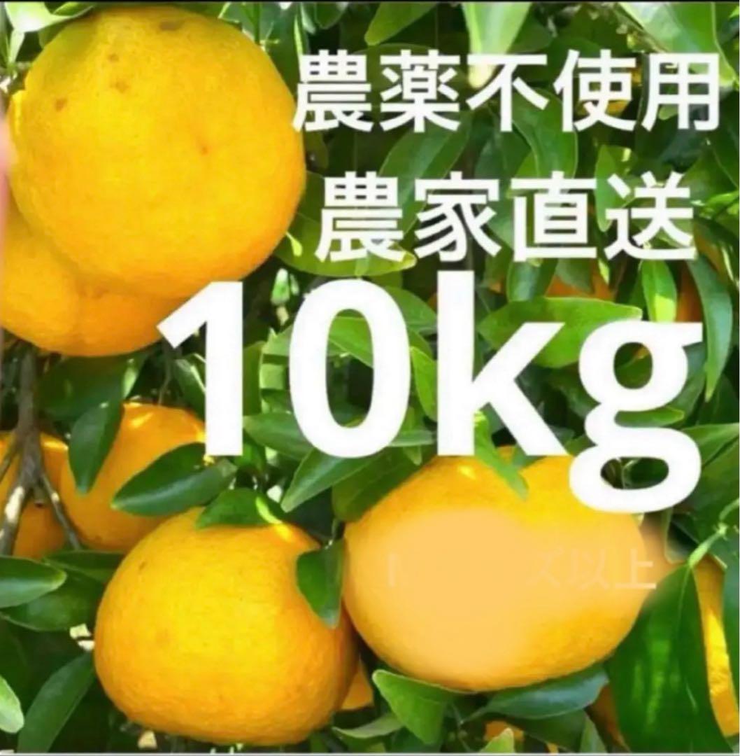 売り切れ必至！ 甘夏みかん 紅甘夏みかん 甘夏 木成り完熟農薬不使用箱重さ込み 果物
