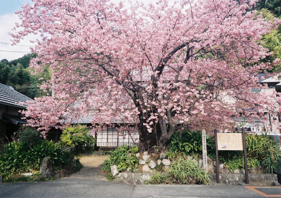 【試写/動作確認済み】RICOH GR1 フィルムカメラ ブラック 黒 リコー