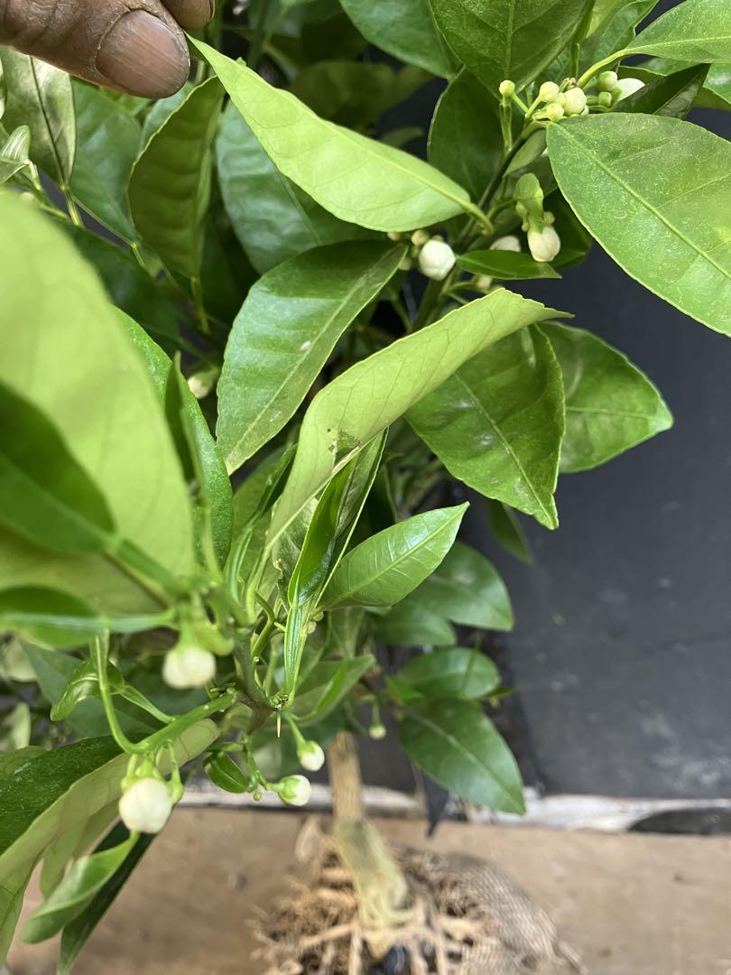 果樹苗 黄金柑 ゴールデンオレンジ 苗木 苗木・植木