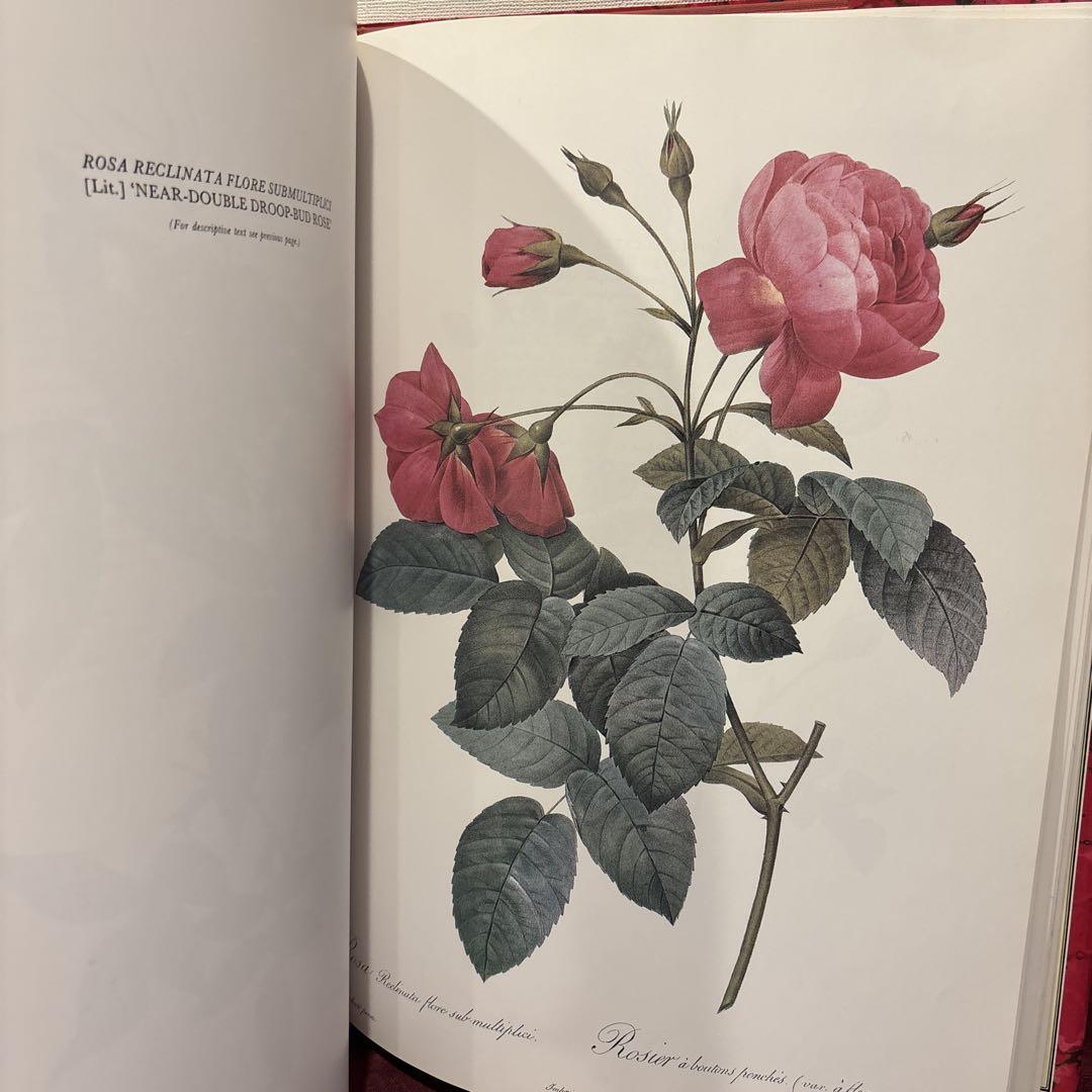 56①Redoute's Rosesバラ画集 洋書古書 ボタンニカルアート