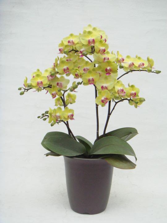 得価通販 胡蝶蘭 花芽2他 速達料金込み Z6zUa-m36865694361 フォーチュンザルツマン 大得価HOT